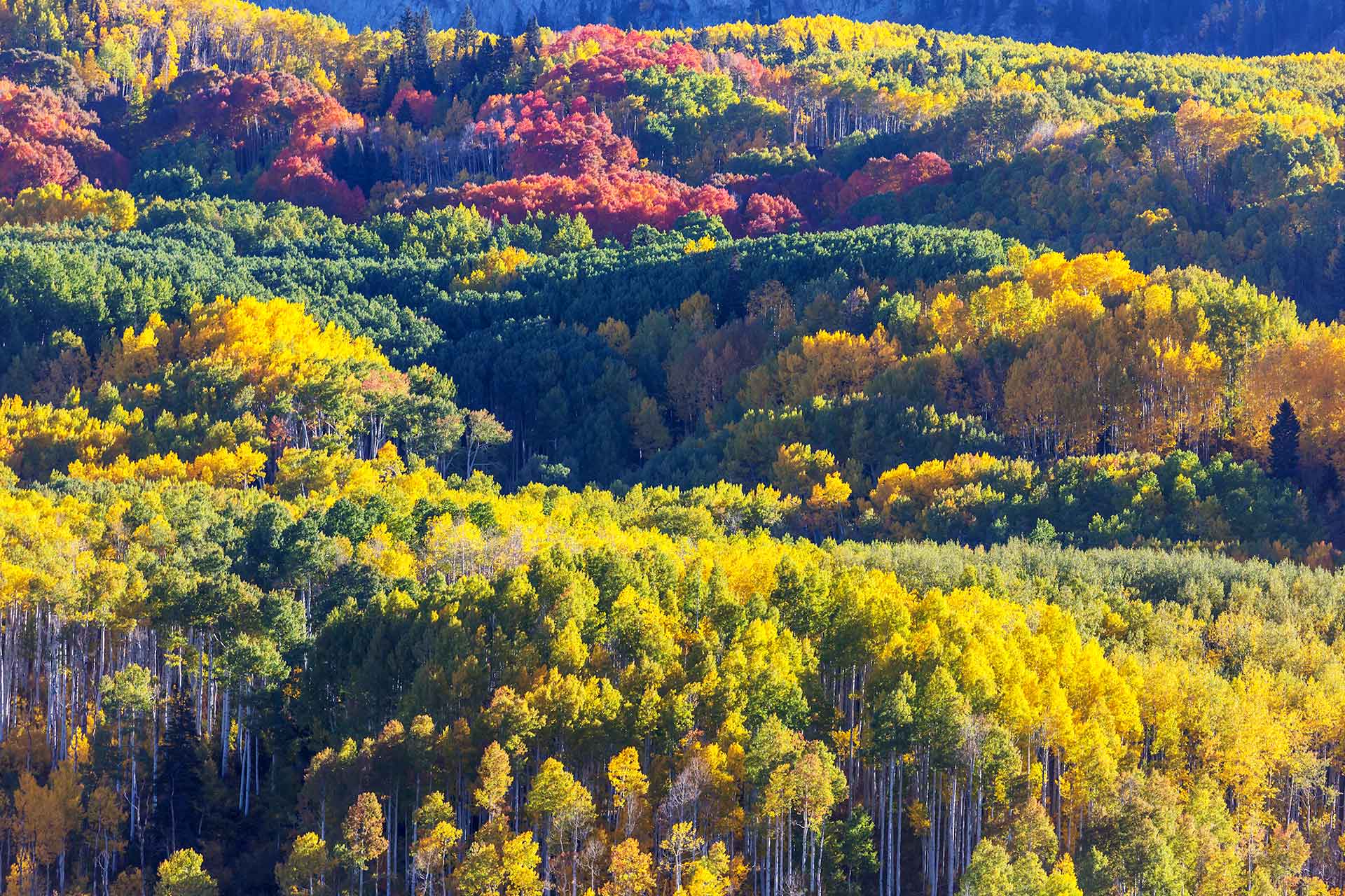 Fall Colors in Payson AZ