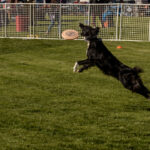 dogs-TNF-3