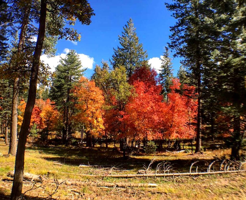 Payson Fall Colors